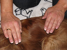 Reiki sur un chien